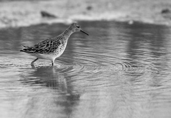 Wood Sandpiper feeding at Asker marsh, Bahrain