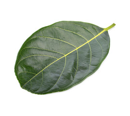 section of jackfruit isolated on white background
