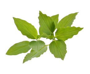 commelina flower in white background