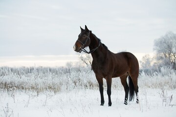 
horse in full growth, in a quiet position against the backdrop of snow and sky