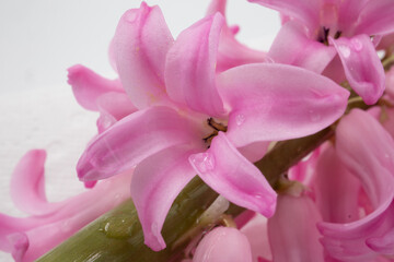 Fototapeta premium A cluster of pink pearl hyacinth flowers against a white background