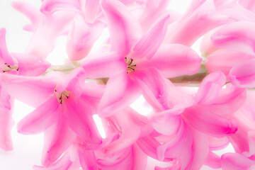 A cluster of pink pearl hyacinth flowers against a white background