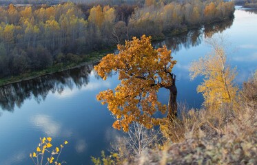 
young single oak tree by the cliff