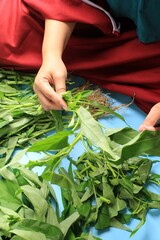 Obraz premium A Women Pick Water Spinach Stem before CUtting, Preparing Cooking