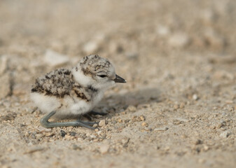Beautiful little Kentish Plover chick, Bahrain