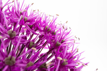A closeup shot of purple allium flower head