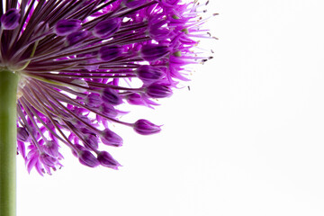 A closeup shot of purple allium flower head - Powered by Adobe