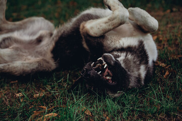 Naklejka premium Dog lies on his back with his mouth open.