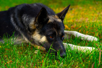 Sad dog lies on the grass