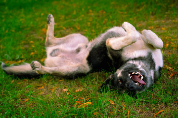 The dog lies on its back with its tongue out