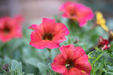 Red petunia flowers close up