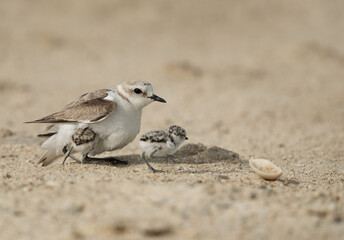 Kentish Plover covering her chicks, Bahrain