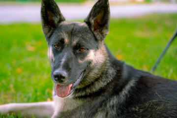 Shepherd dog lies on the grass