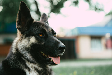 Shepherd alert and listening