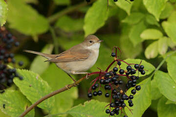 robin on a branch