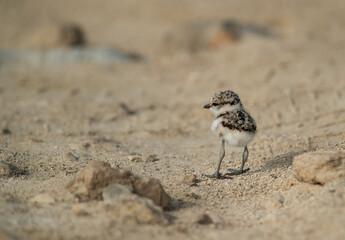 Little Kentish Plover chick, Bahrain