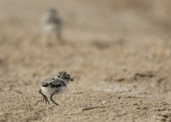 Kentish Plover chicks, Bahrain