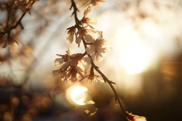 Close-up of pink blossoms of a fruit tree (peach, fig, cherry, etc.). It is back lit from the sun setting down and some reflections from windows.