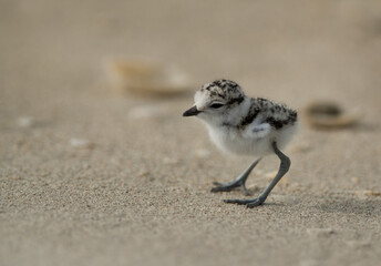 Kentish Plover chick, Bahrain