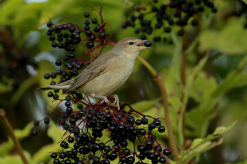 robin on a branch