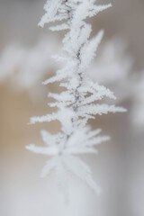 Christmas frosty winter background. Snow and frost crystals on the branch. Copy space.