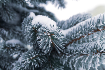 The branches of the spruce are covered with white prickly frost. Close-up of natural Christmas tree needles. Background. Winter.