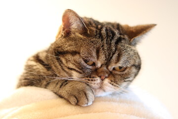 寂しそうな表情の猫アメリカンショートヘア