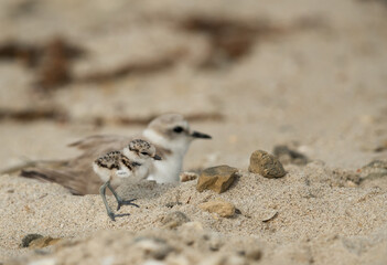 Kentish Plover chick with her mother, Bahrain