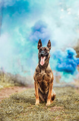 Dog malinois shepherd in the blue smoke 