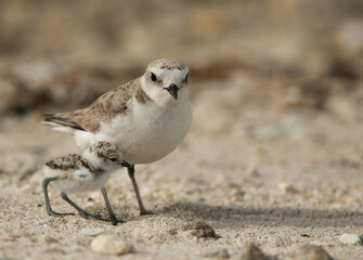 Kentish Plover with her chick, Bahrain