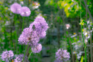 Fototapeta premium Blooming and growing lilac flowers