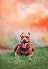 Dog in holy paint orange smoke pitbull happy red dog