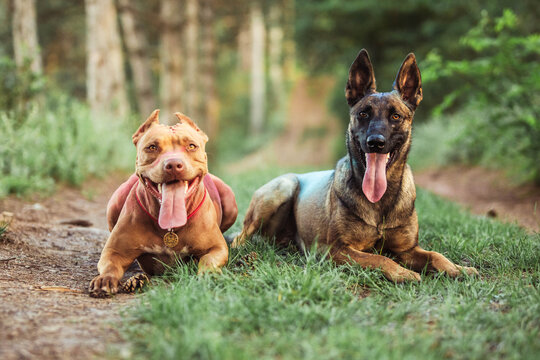 pitbull and malinois in paints holy happy dogs 