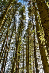 Tall Conifer Trees in the Forest