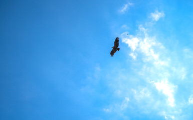 Vulture flying with a blue sky at the background.