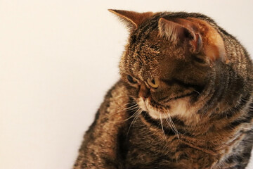 悲しそうにうなだれた雰囲気の猫アメリカンショートヘア