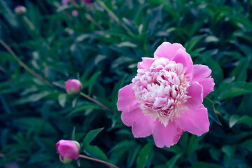 Growing and blooming pink flowers