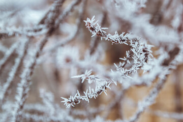 White prickly sharp frosty frost on the branches of trees. Winter day. Background.