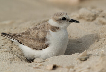 Obraz premium Kentish Plover protecting her chicks, Bahrain