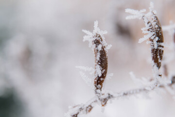 Macro photos of lilac Bush seeds covered with frost in winter. Winter background. Copy space.