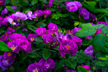 Lilac roses growing in the ground