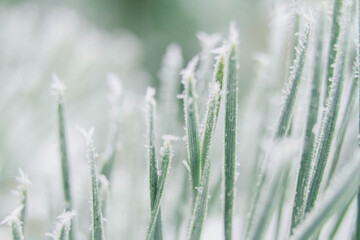 Macro photos of green pine needles covered with white frost, ice crystals in winter. Winter Christmas background. Copy space.