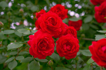 Growing and flowering bush of red roses