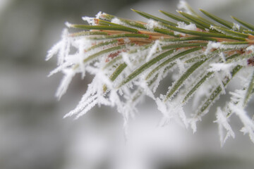 Background. Frost. Fir. Macro background of winter.