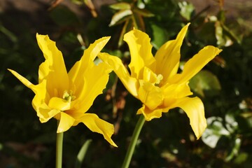 Fototapeta premium Beautiful yellow flower in the garden macro