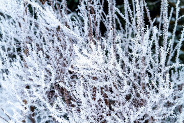 Fototapeta premium White prickly sharp frosty frost on the branches of trees. Winter day. Background.