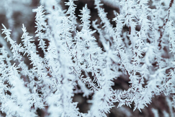 Amazing winter frosty decorations made of snow on tree branches. The frost on the bushes and...