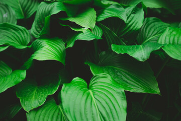 Large leaves of a growing plant