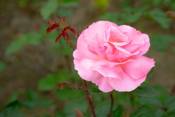 Pink rose grows and blooms