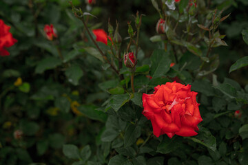 Red growing and blooming roses